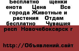 Бесплатно !!! щенки енота!! › Цена ­ 1 - Все города Животные и растения » Отдам бесплатно   . Чувашия респ.,Новочебоксарск г.